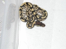 07 hatchling