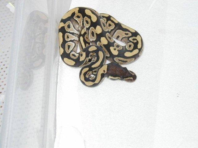 07 hatchling