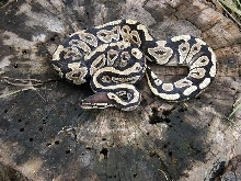proven breeding Mystic 06 as subadult