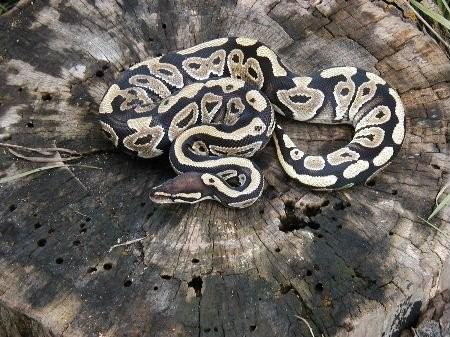 proven breeding Mystic 06 as subadult
