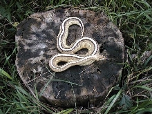 06 SS male -cool outdoor pic