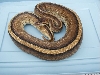 Genetic Stripe