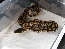 Mystic male December 2005