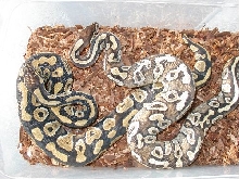 Mystic /Mojave 250 grm size