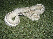 Super Stripe female from my line