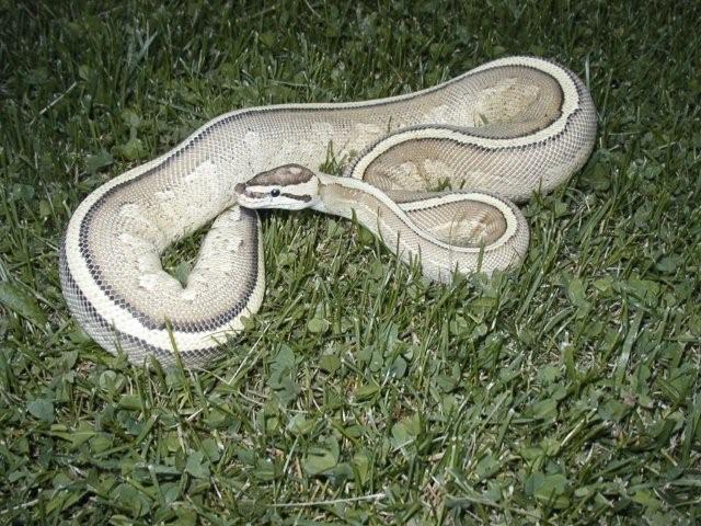 Super Stripe female from my line
