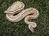 Super Stripe 8-6-09