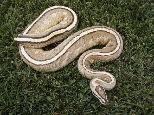Super Stripe 8-6-09