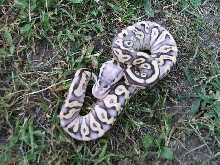 Super Pastel with other genetics likely
