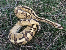 super vanilla yb