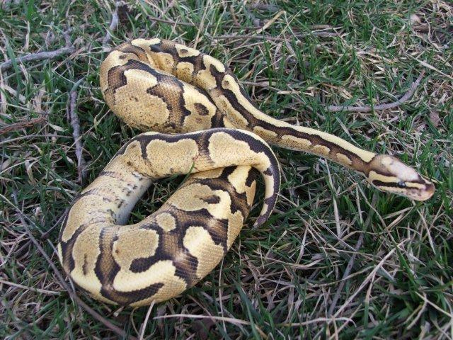 super vanilla yb