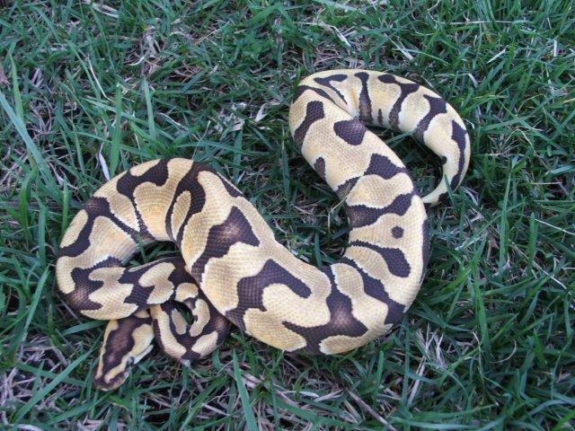 Tiger male (desert enchi cross)