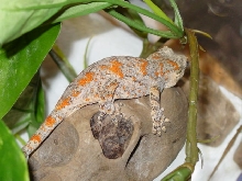 Dragonchuck Red blotch Gargoyle