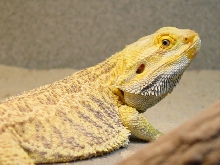 Dragonchuck Orange Bearded Dragon cute