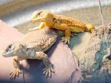 Red Pair of Saharan Uromastyx