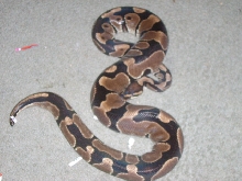 genetic banded