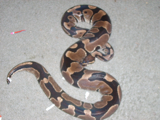 genetic banded