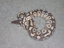 mojave male