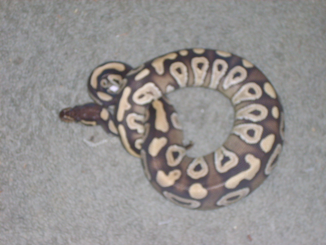 mojave male