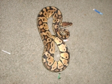 female pastel