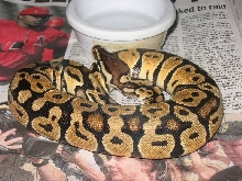 female pastel