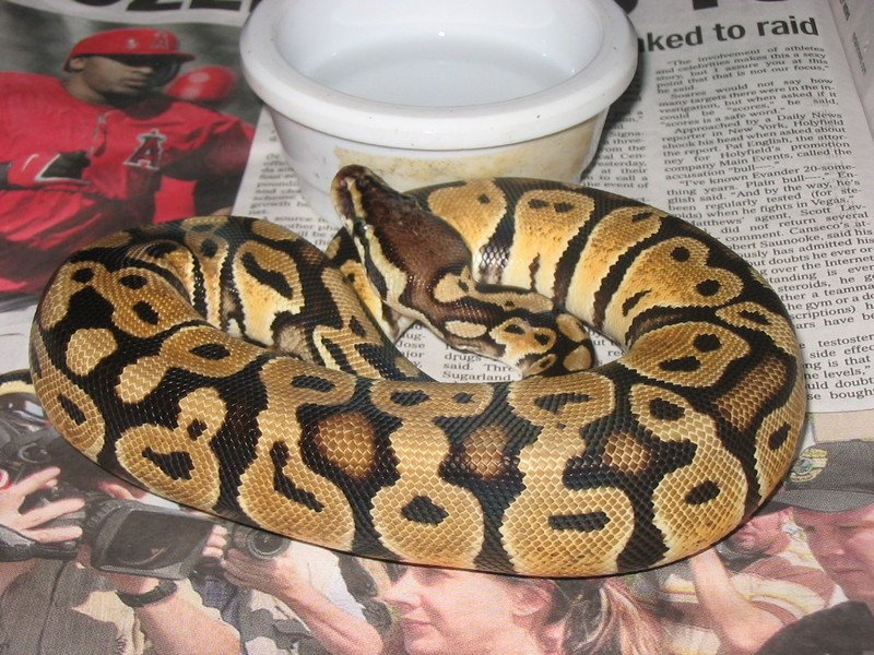 female pastel