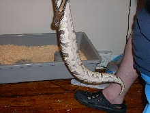 ovulation swell from the bottom
