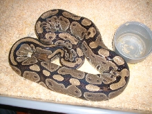 ovulation glow