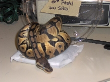 graziani pastel in shed