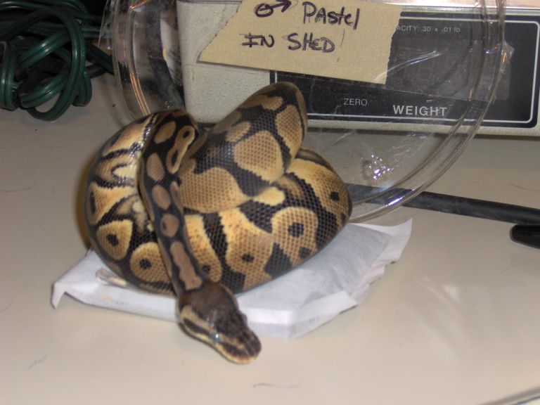 graziani pastel in shed