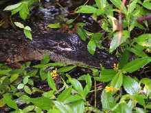 Juvenile Alligator