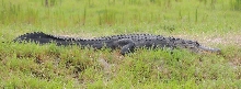 Large Alligator