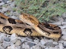 Crotalus horridus