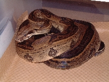 Kahl striped male