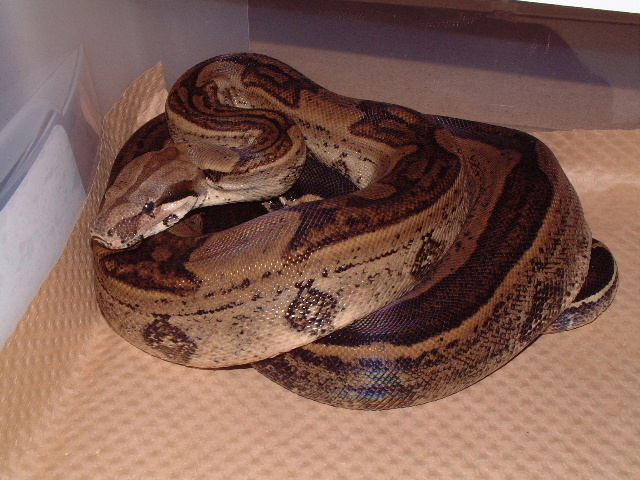 Kahl striped male