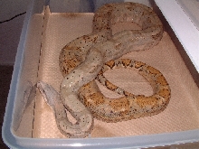 Adult male Hogg