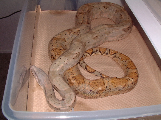 Adult male Hogg