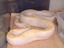albino female