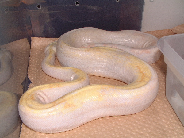 albino female