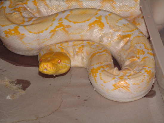 albino female