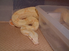 Albino Male