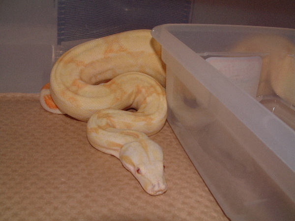 Albino Male