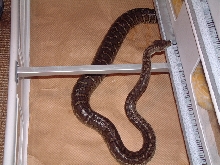 bredl female1
