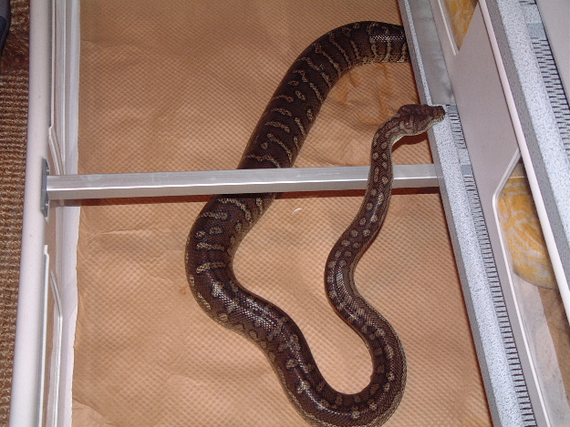 bredl female1