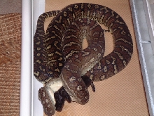 bredl female2