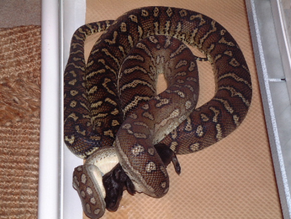 bredl female2