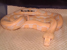 Albino Tiger