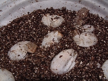first batch 7-4-03
