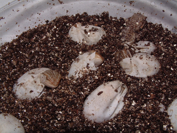 first batch 7-4-03
