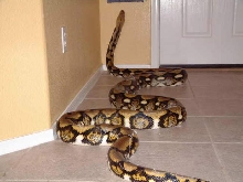 home security